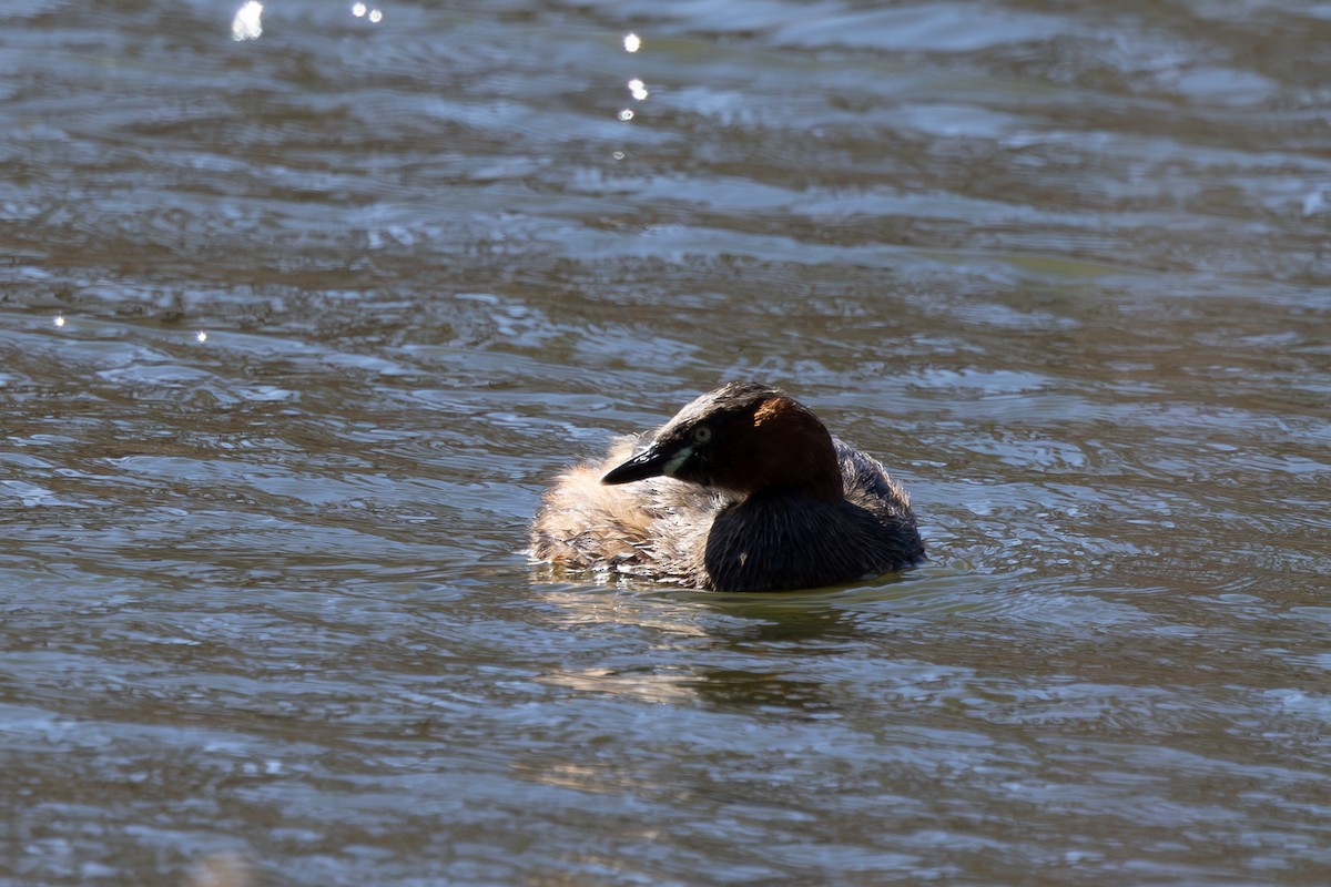 Little Grebe - ML620373195