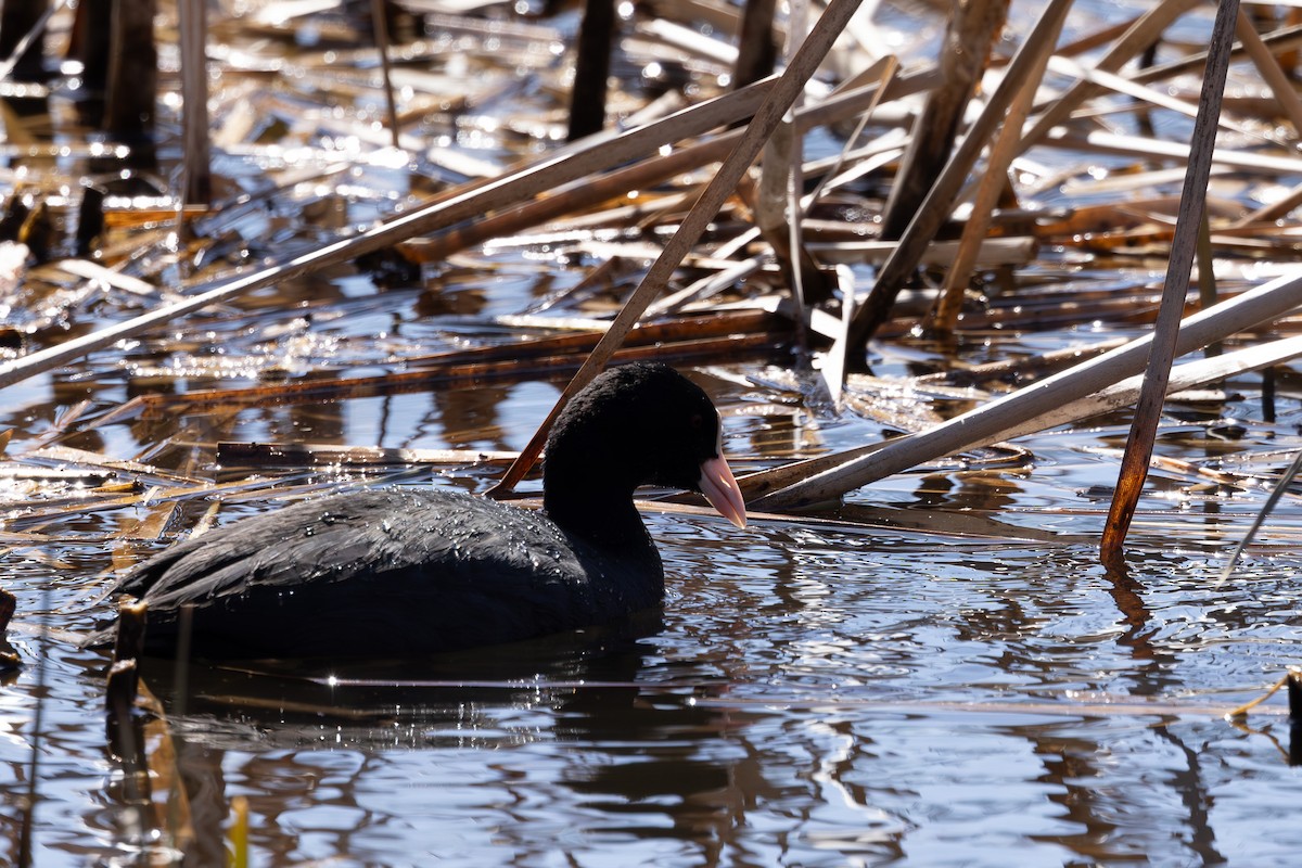 Eurasian Coot - ML620373197