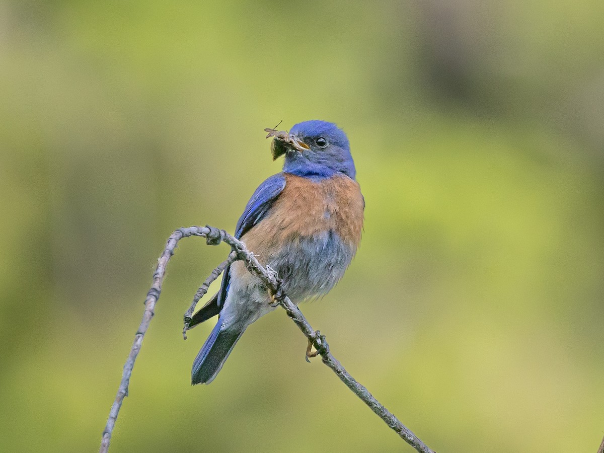 Western Bluebird - Ian Burgess