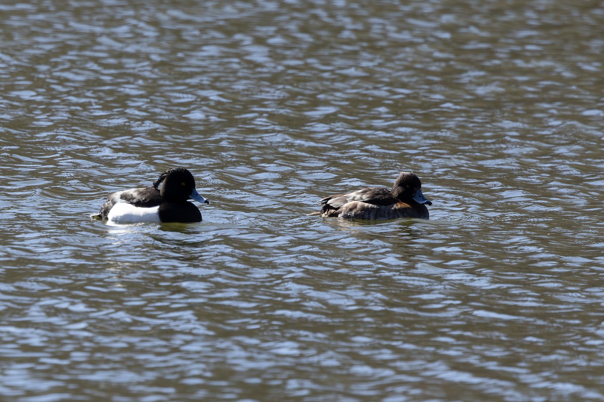 Tufted Duck - ML620373203