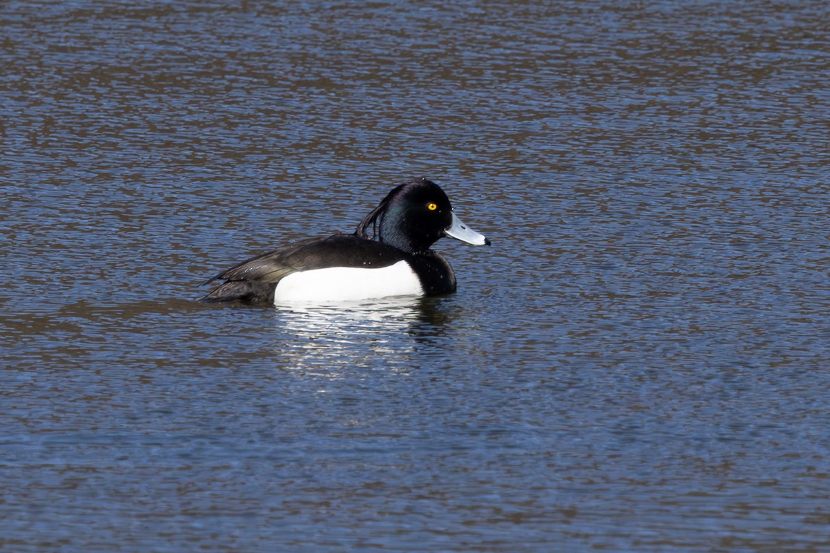 Tufted Duck - ML620373210