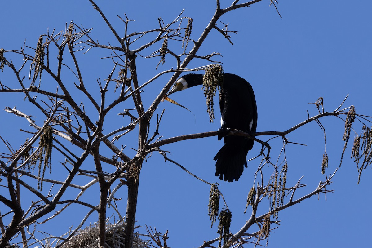 Great Cormorant - ML620373211