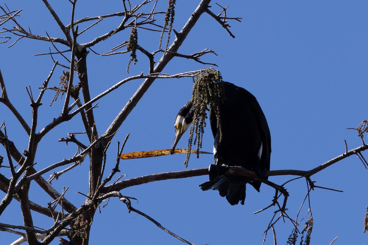 Great Cormorant - ML620373212