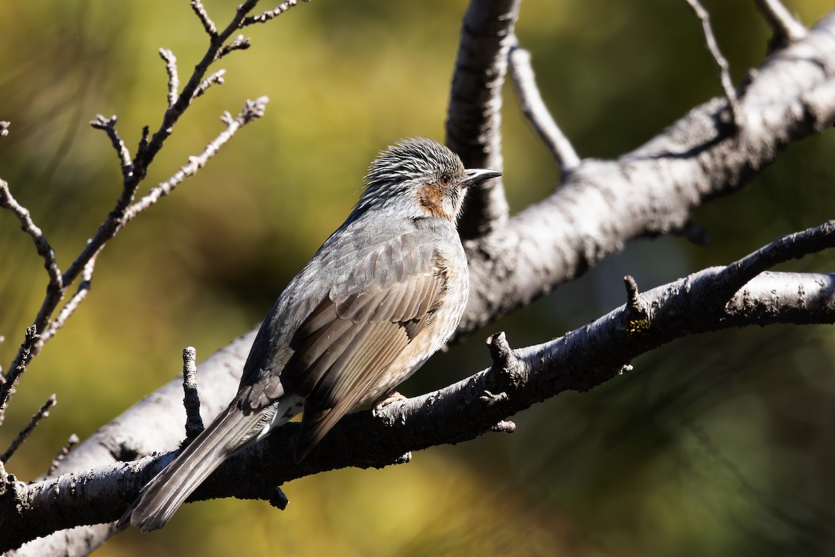 Brown-eared Bulbul - ML620373215