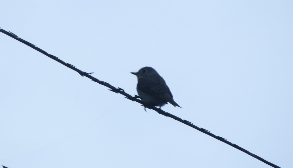 Asian Brown Flycatcher - ML620373224