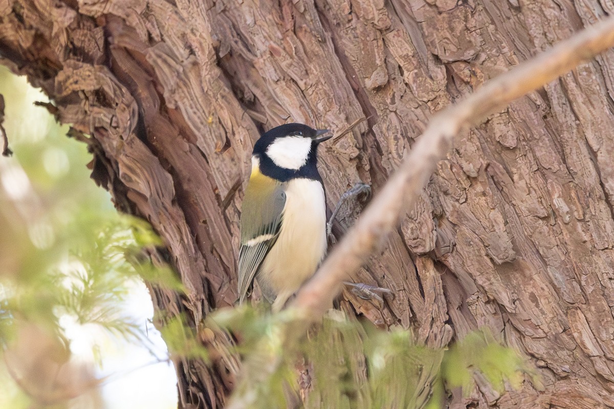 Japanese Tit - ML620373234