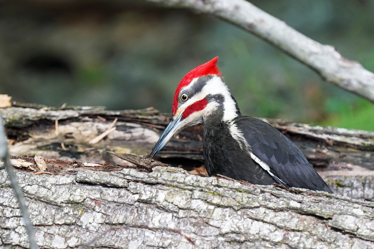 Pileated Woodpecker - ML620373238