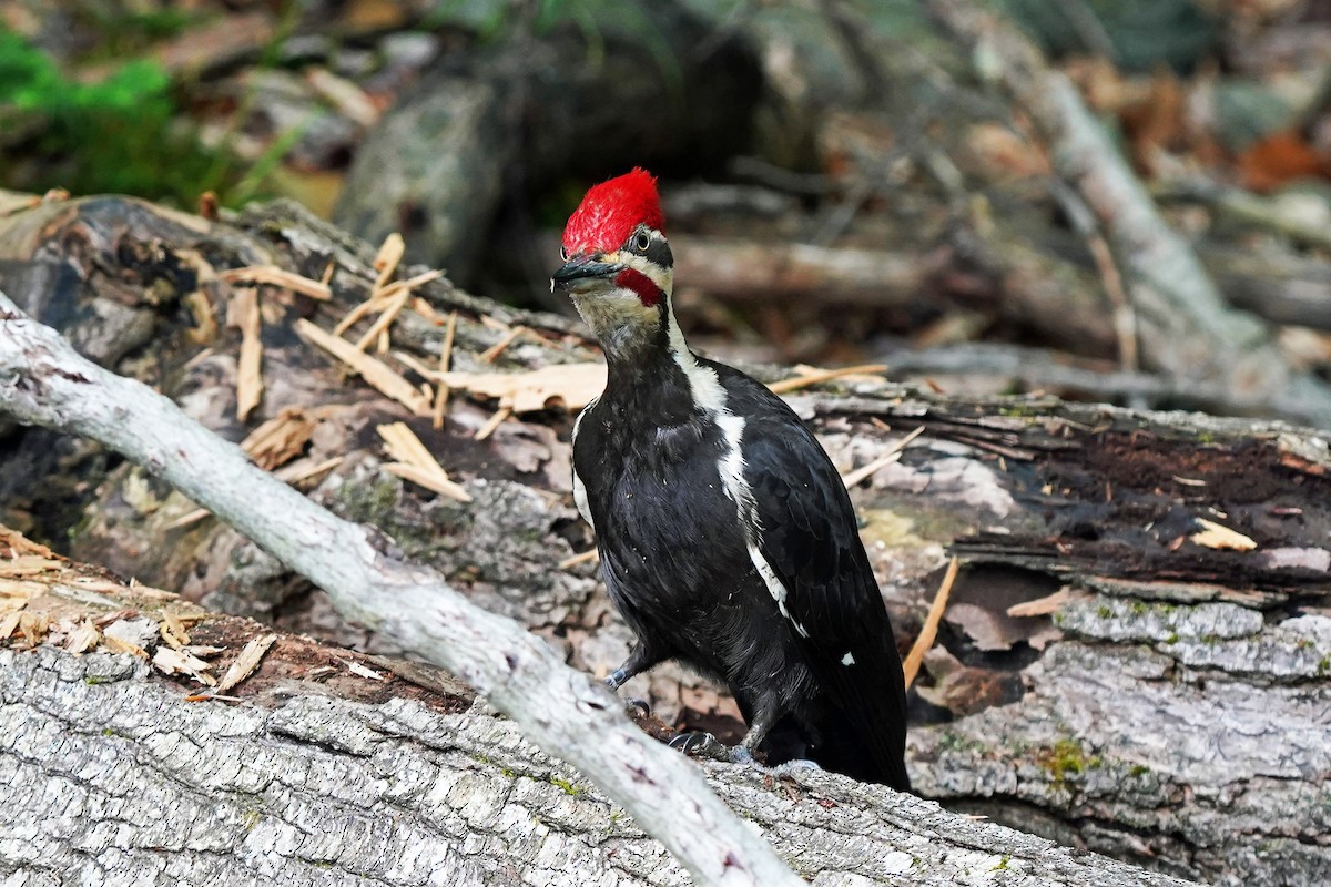 Pileated Woodpecker - ML620373239