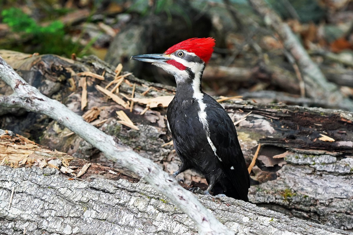 Pileated Woodpecker - ML620373241