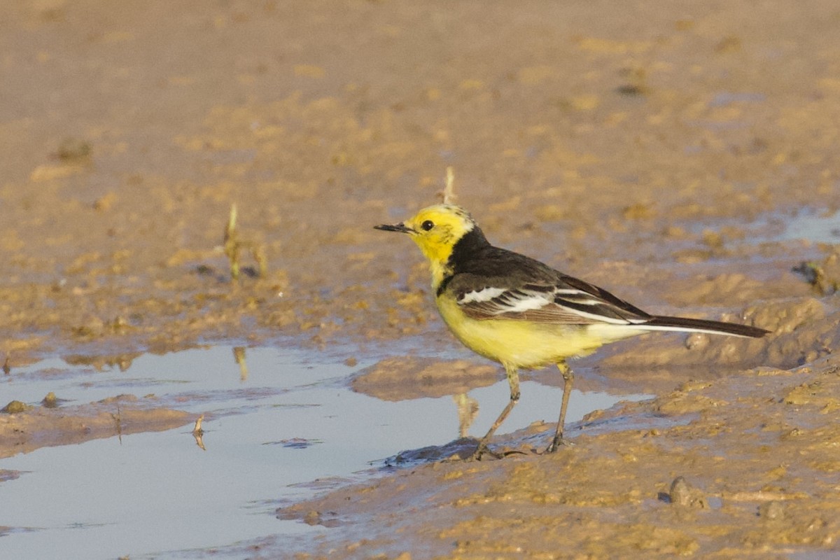 Citrine Wagtail (Black-backed) - ML620373247