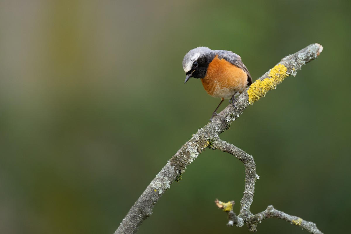 Common Redstart - ML620373251