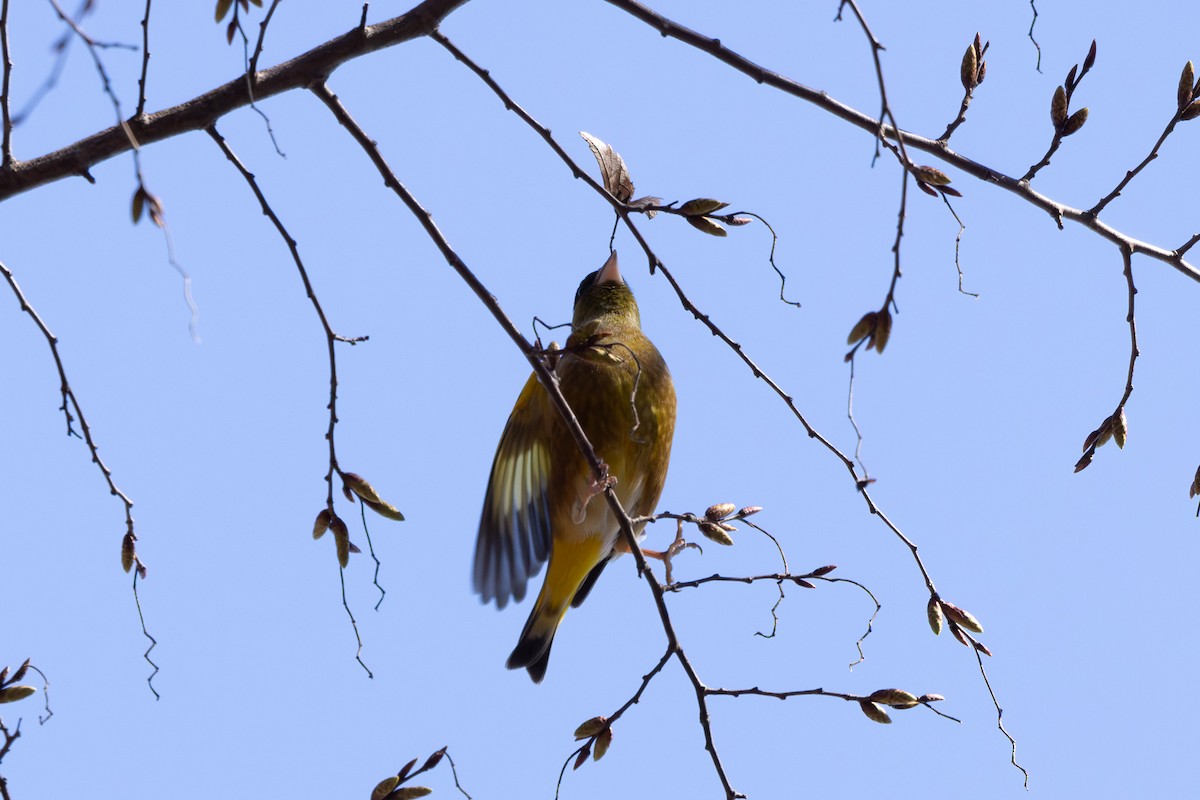 Oriental Greenfinch - ML620373253