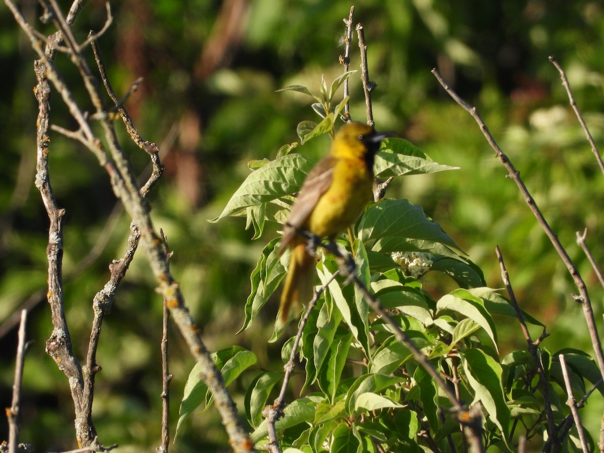 Orchard Oriole - ML620373262