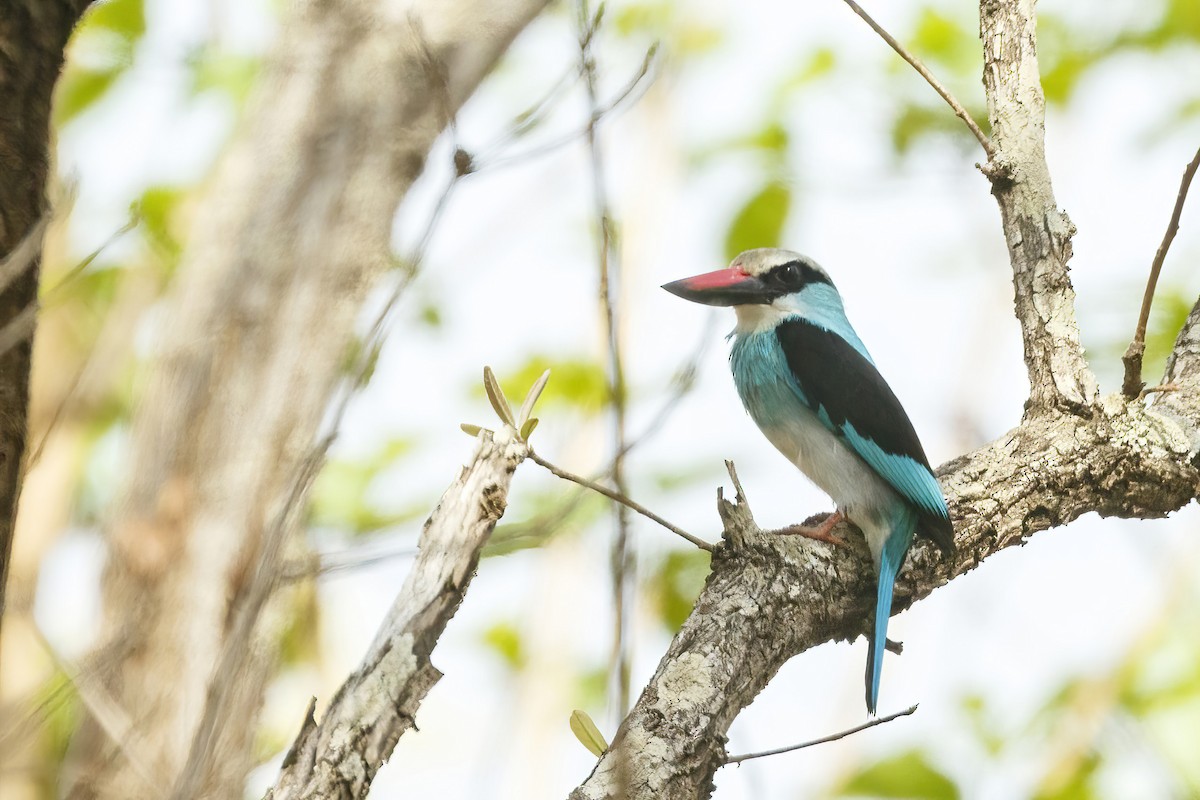 Blue-breasted Kingfisher - ML620373266