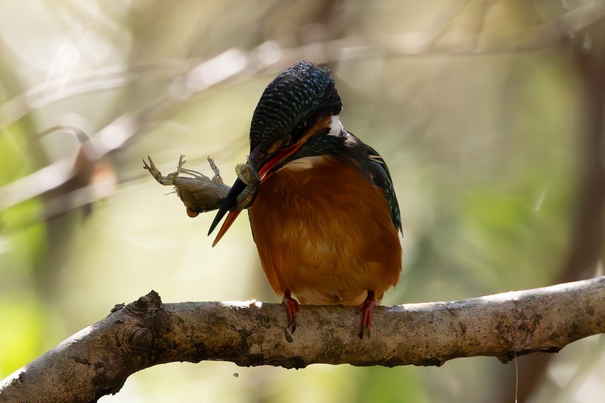 Common Kingfisher - ML620373269