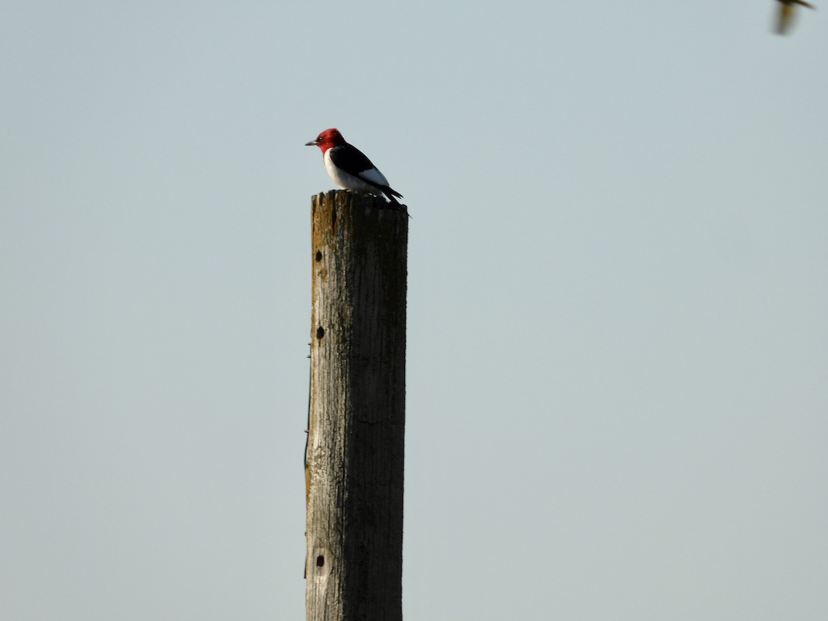 Red-headed Woodpecker - ML620373270