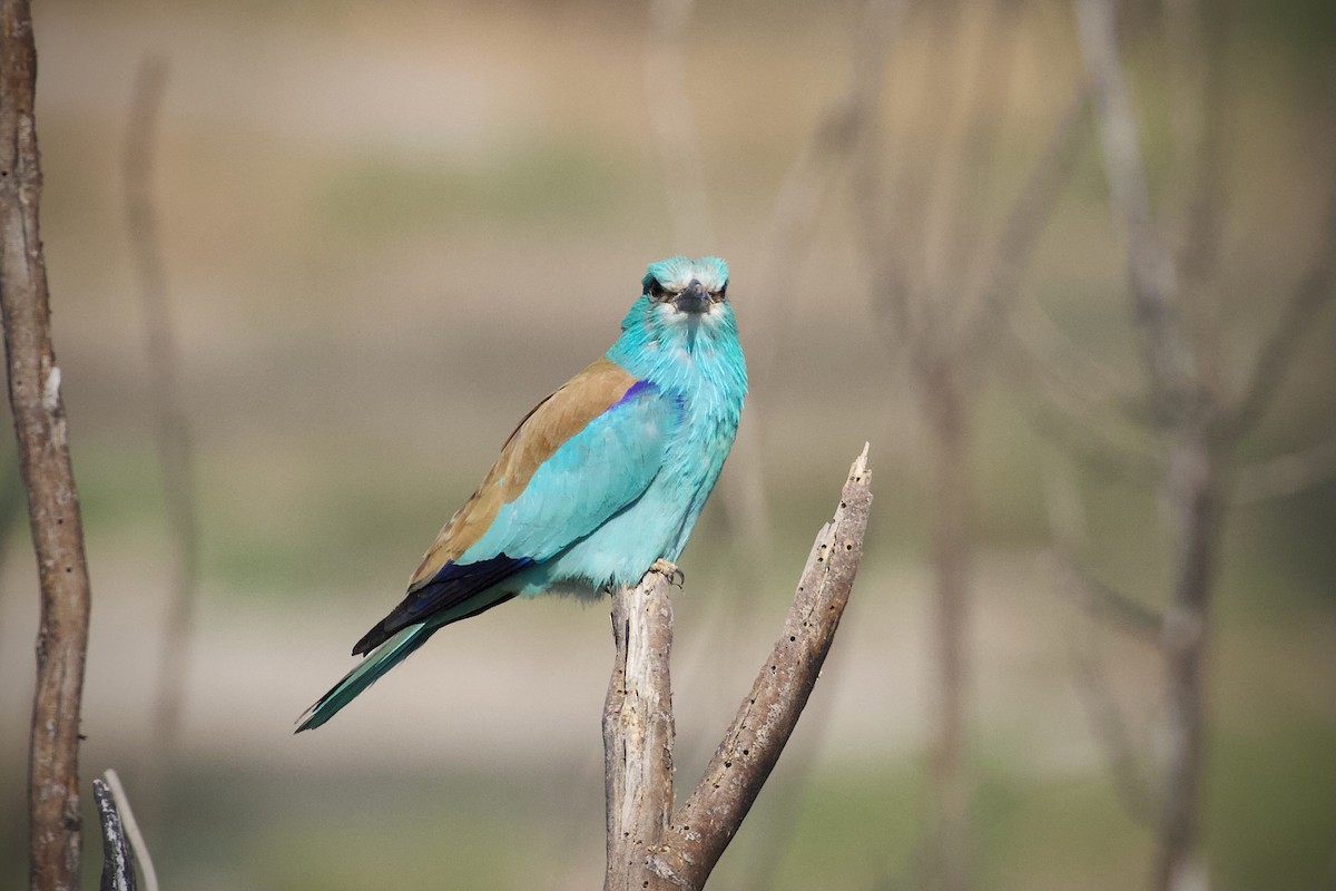 European Roller - ML620373275