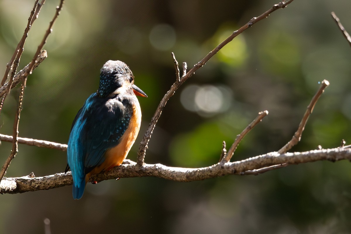 Common Kingfisher - ML620373276