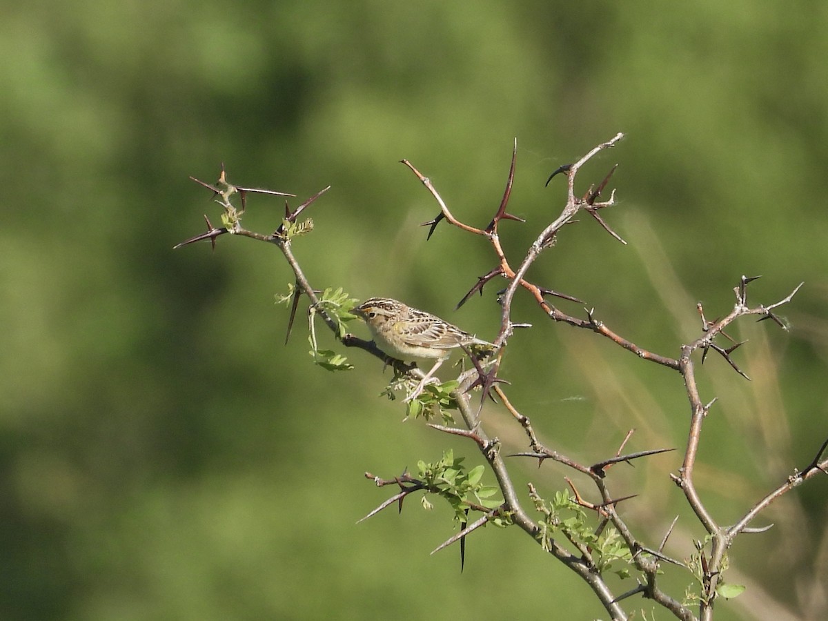 Grasshopper Sparrow - ML620373281
