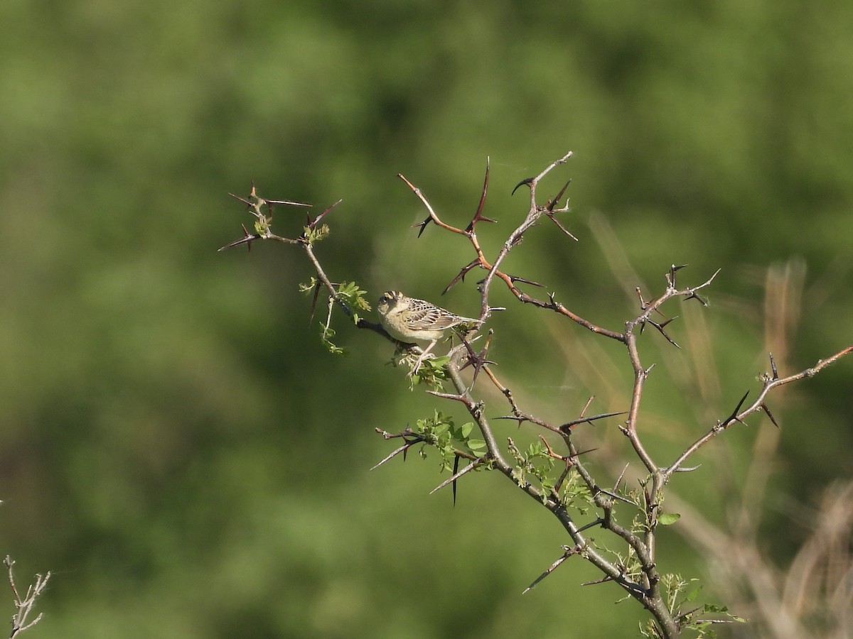 Grasshopper Sparrow - ML620373282