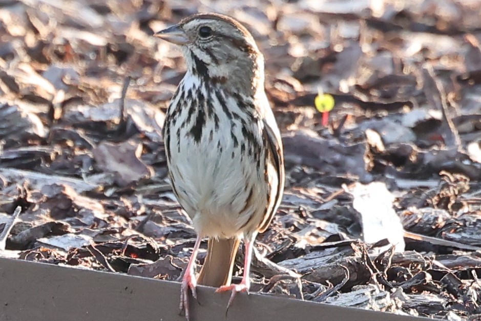 Song Sparrow - ML620373322