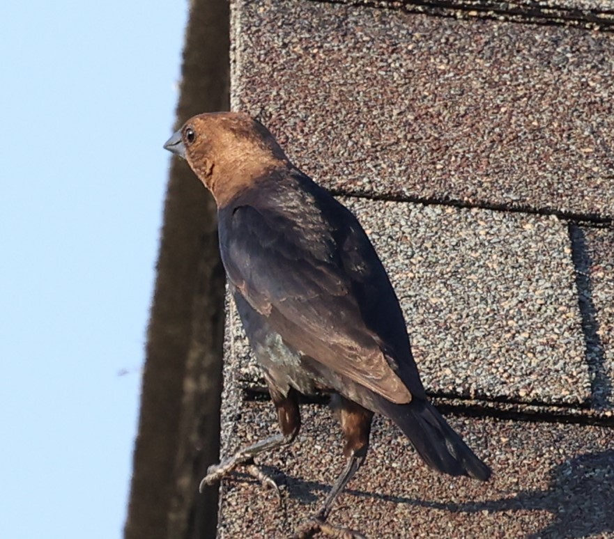 Brown-headed Cowbird - ML620373334