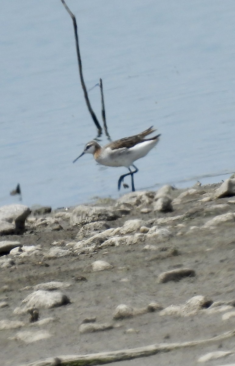 Wilson's Phalarope - ML620373341