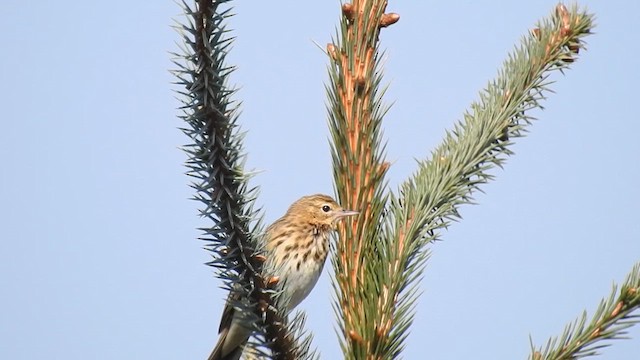 Tree Pipit - ML620373350