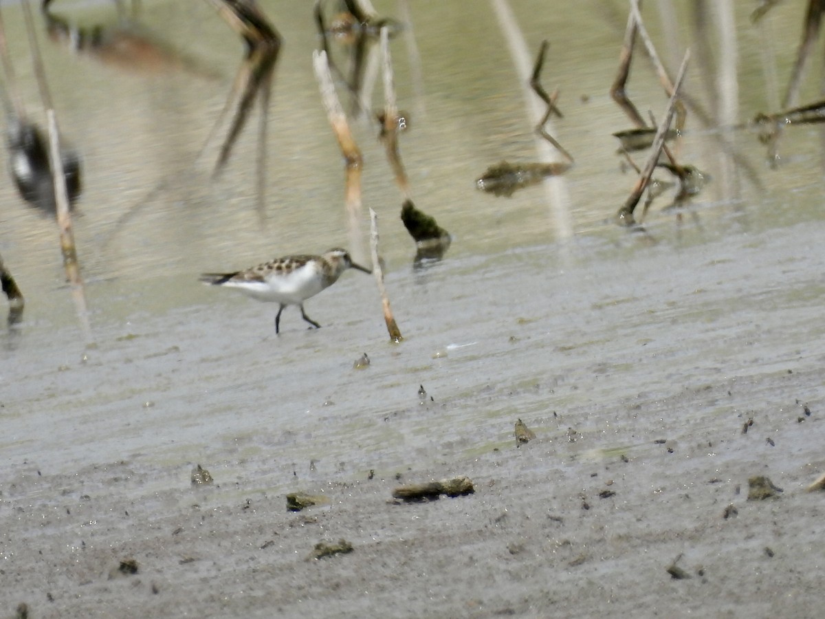 Baird's Sandpiper - ML620373351