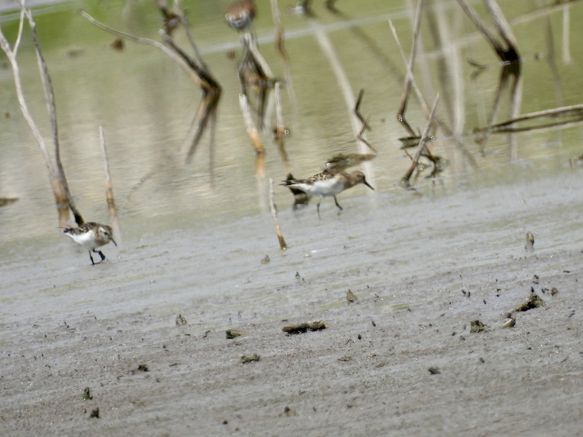 Baird's Sandpiper - ML620373352