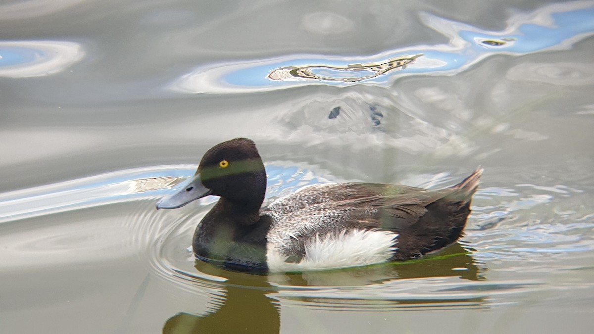 Lesser Scaup - ML620373355