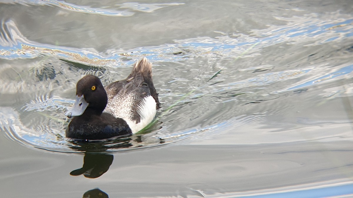 Lesser Scaup - ML620373356