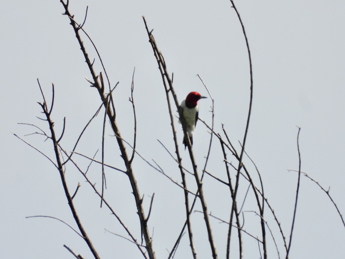 Red-headed Woodpecker - ML620373357
