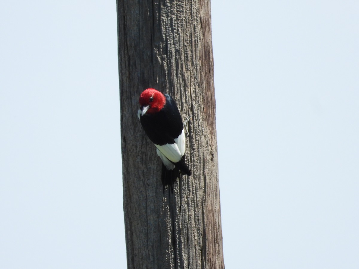 Red-headed Woodpecker - ML620373359