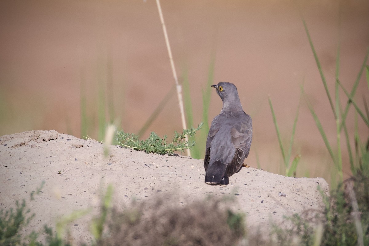 Common Cuckoo - ML620373364