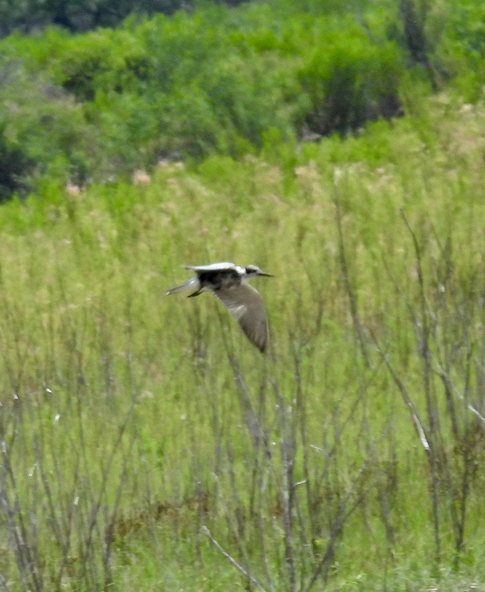 Black Tern - ML620373366