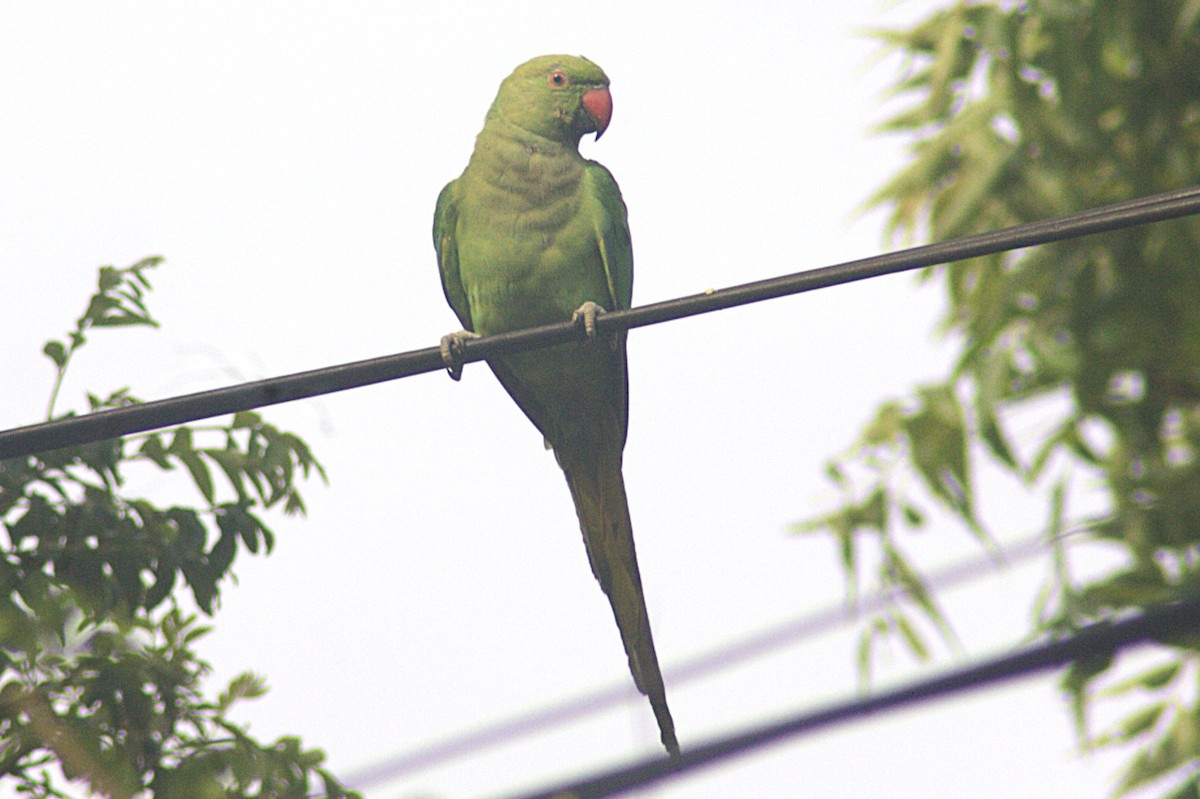 Rose-ringed Parakeet - ML620373369