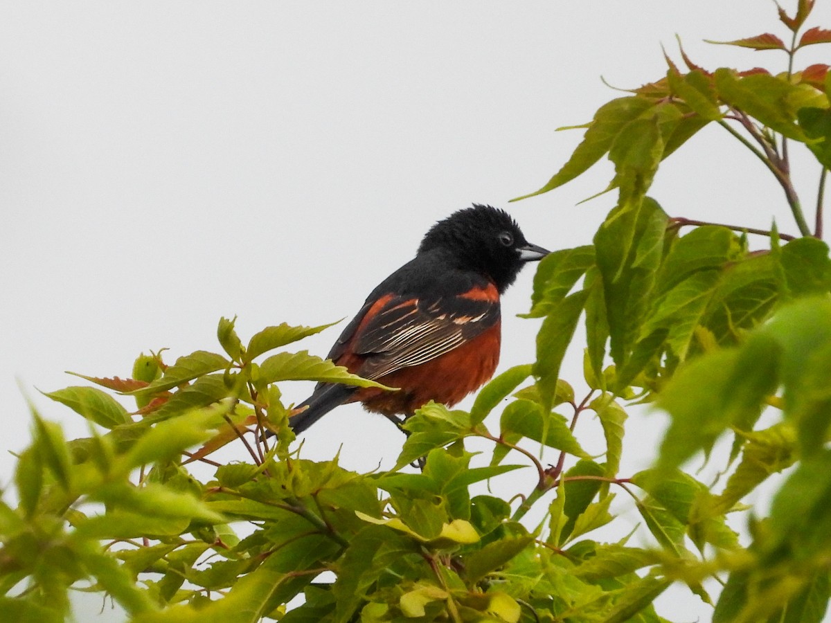 Orchard Oriole - ML620373378