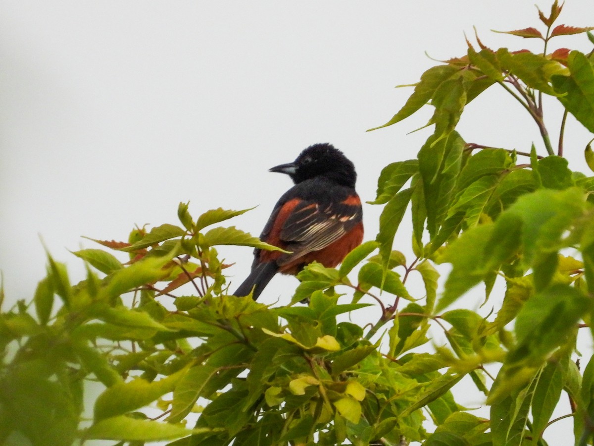Orchard Oriole - ML620373379
