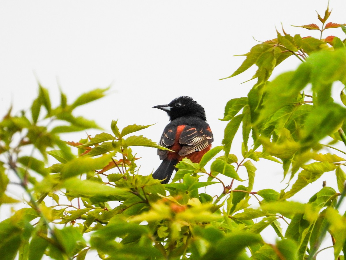 Orchard Oriole - ML620373380