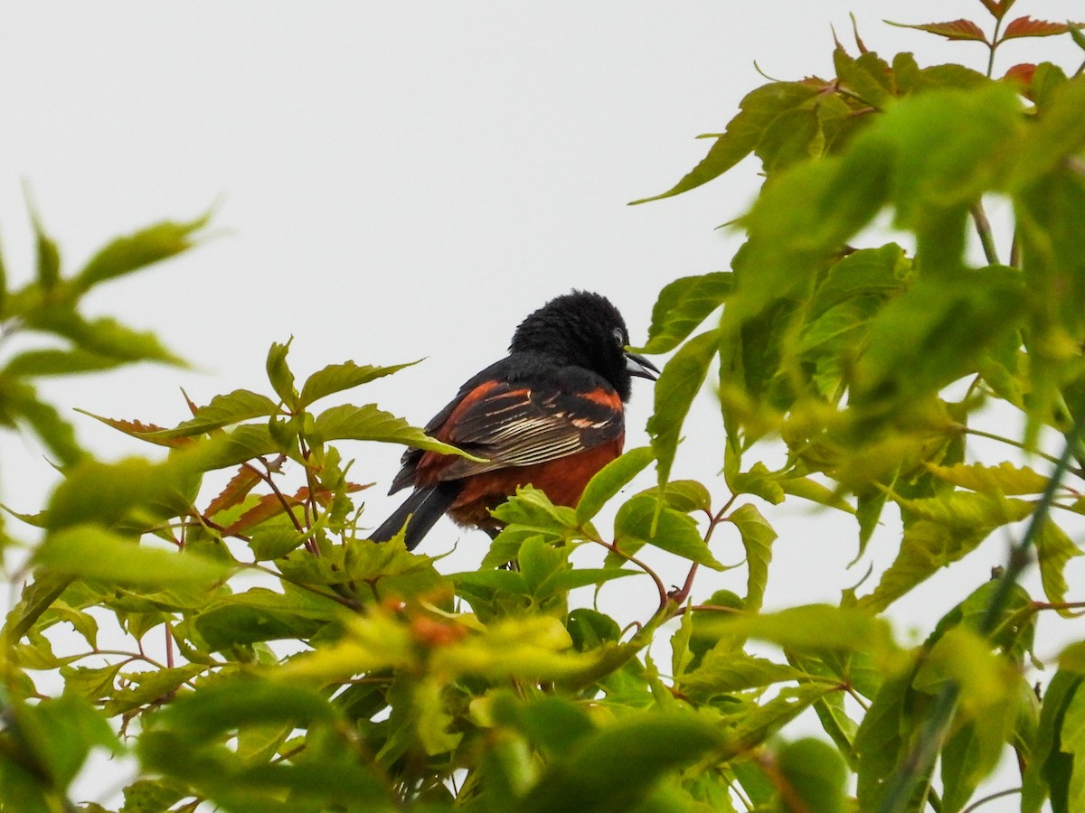 Orchard Oriole - ML620373381