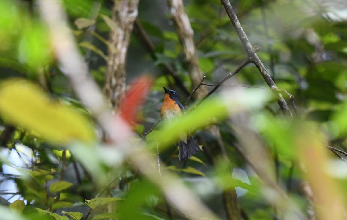 Hill Blue Flycatcher - ML620373388