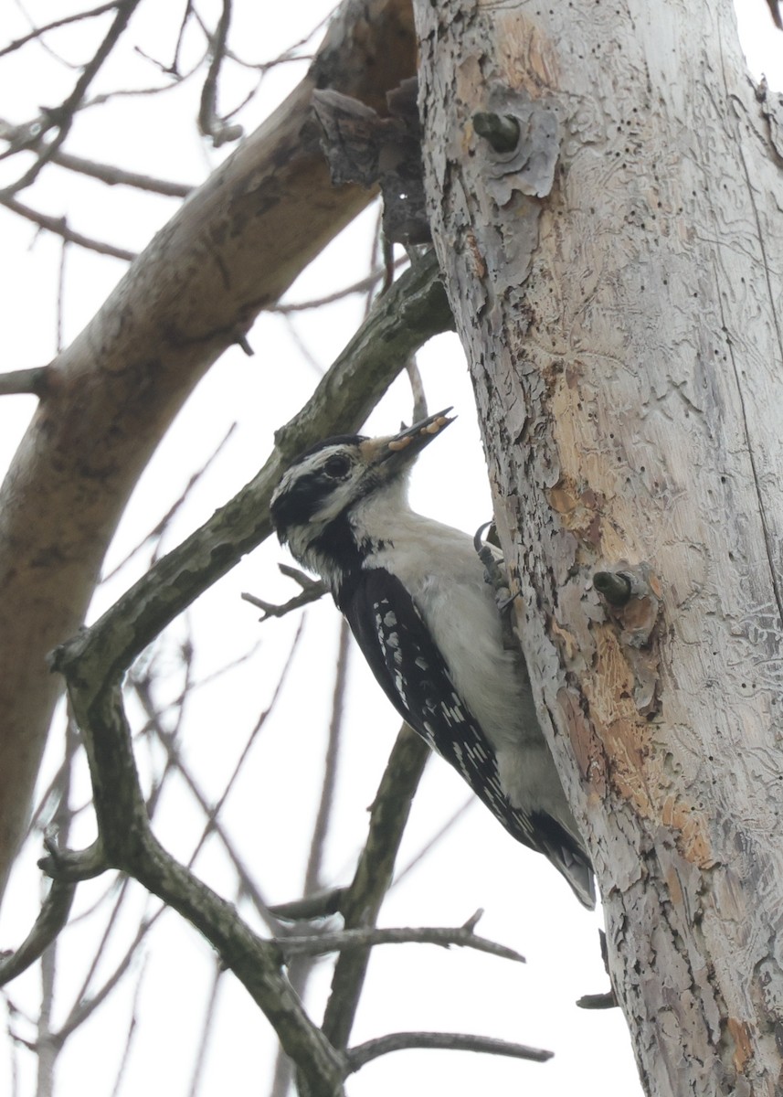 Hairy Woodpecker (Eastern) - ML620373394