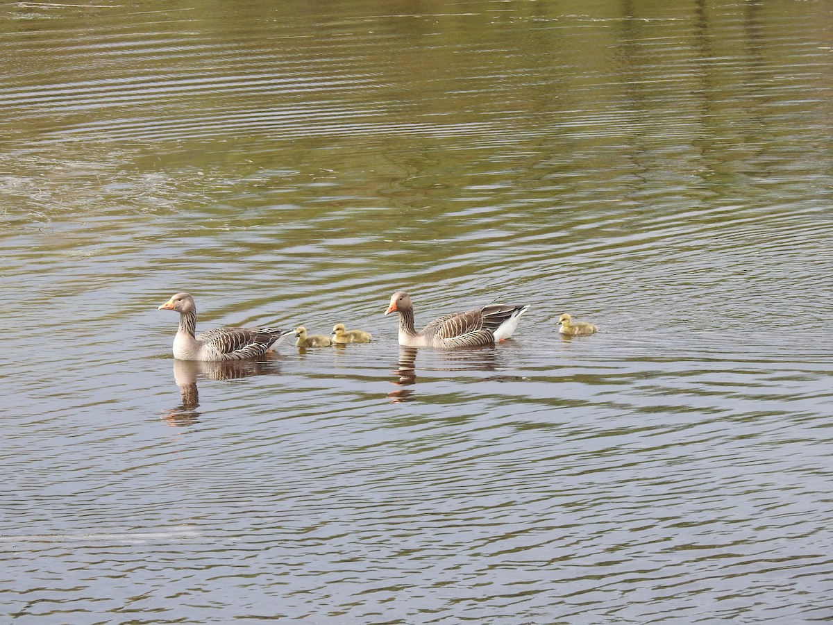 Graylag Goose - ML620373409