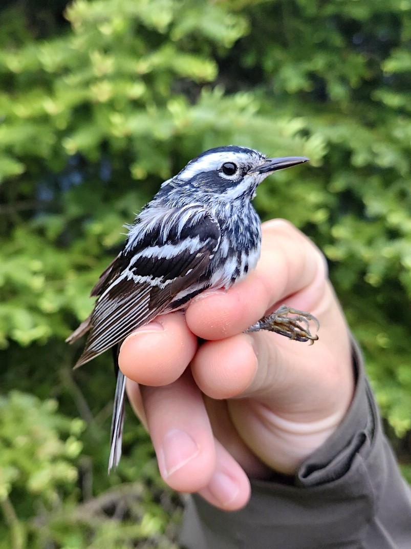 Black-and-white Warbler - ML620373415