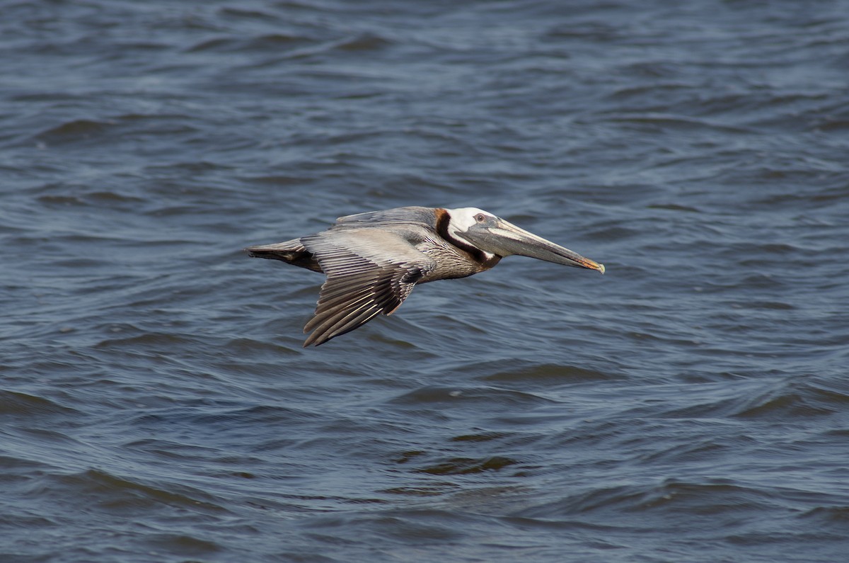 Brown Pelican - ML620373416