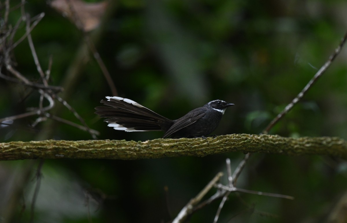 White-throated Fantail - ML620373425