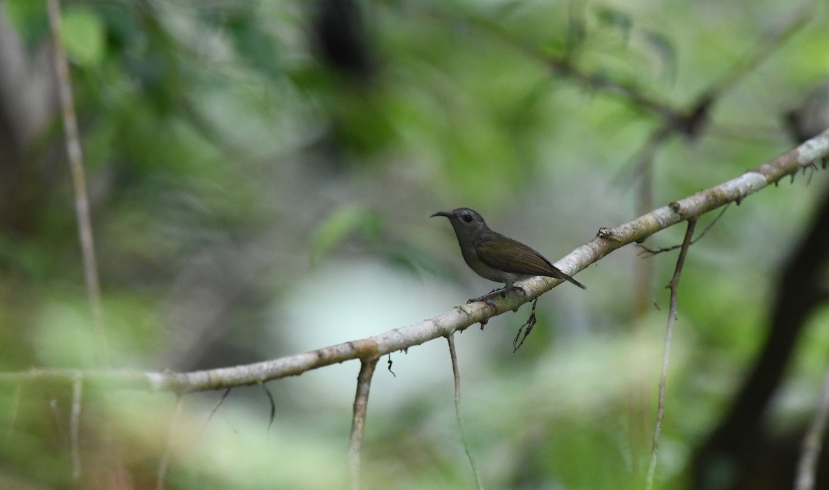 Black-throated Sunbird - ML620373430