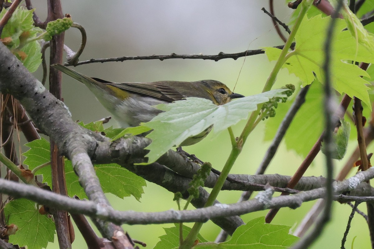 Cape May Warbler - ML620373437