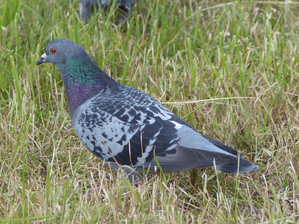 Rock Pigeon (Feral Pigeon) - ML620373438